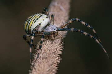 Female Wasp Spider