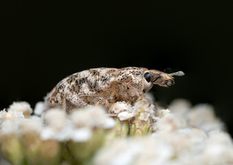 Weevil On The White Flower