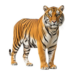 Naklejka premium A full-body, studio shot of a Panthera tigris amoyensis (South China tiger) standing against a pure white background.