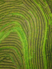 Abstract Patterns in Che Gorreana Tea Fields – Aerial View