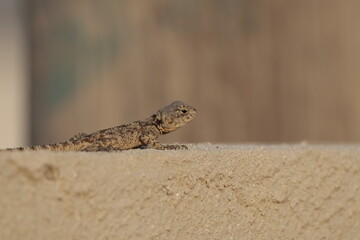reptile