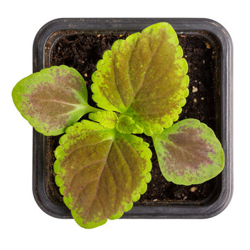 Coleus seedlings in plastic flower pots isolated on white. Sprouts of ornamental garden plants with brightly colored foliage. Top view. Gardening, houseplant care concept.
