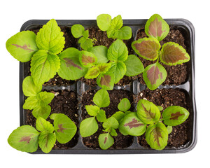 Coleus seedlings in plastic tray isolated on white. Sprouts of ornamental garden plants with...