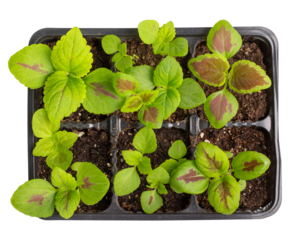 Coleus seedlings in plastic tray isolated on white. Sprouts of ornamental garden plants with brightly colored foliage. Top view. Gardening, houseplant care concept.