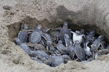 sea turtle 