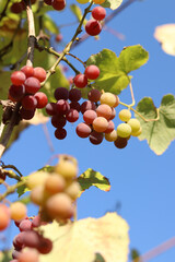 Grapes of the Lydia variety. Close-up of bunches of grapes ripening in the open air. Grapes are used to make juices and strong and dessert wine materials. Bunch of grapes on a vine, selective focus