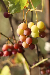 Grapes of the Lydia variety. Close-up of bunches of grapes ripening in the open air. Grapes are used to make juices and strong and dessert wine materials. Bunch of grapes on a vine, selective focus