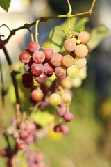 Grapes of the Lydia variety. Close-up of bunches of grapes ripening in the open air. Grapes are used to make juices and strong and dessert wine materials. Bunch of grapes on a vine, selective focus