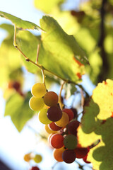 Grapes of the Lydia variety. Close-up of bunches of grapes ripening in the open air. Grapes are used to make juices and strong and dessert wine materials. Bunch of grapes on a vine, selective focus