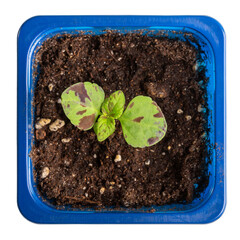 Coleus seedlings in plastic flower pots isolated on white. Sprouts of ornamental garden plants with brightly colored foliage. Top view. Gardening, houseplant care concept.