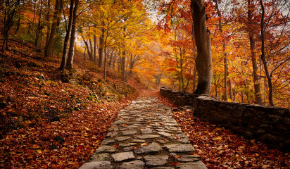 Autumn Stone Path Scenic Forest Walk Amidst Vibrant Fall Foliage & Serene Landscape Photography