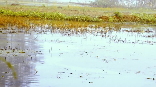 A Broad Tranquil Landscape View of a Shallow Water Body or Flooded Rice Paddy Reflecting the Bright Sky and Surrounded by a Low Grassy Bank and Sparse Vegetation in the Background