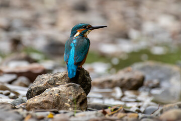 zimorodek portrety patyk z bliska niebieski
