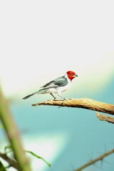 Wildlife photos taken at Prague Zoo, featuring mountain goats, ibex, gorillas, and birds of prey. Images show animals in naturalistic enclosures, resting, feeding or interacting with their environment