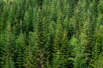Lush green forest covering mountainside in Georgia © klenger