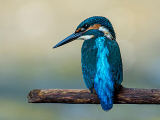 zimorodek portrety patyk z bliska niebieski