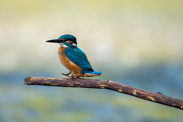 zimorodek portrety patyk z bliska niebieski