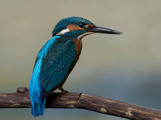 zimorodek portrety patyk z bliska niebieski