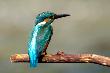 zimorodek portrety patyk z bliska niebieski