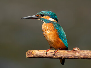 zimorodek portrety patyk z bliska niebieski