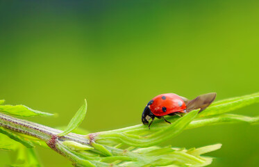 Close-up of a red ladybug with black spots crawling on a green plant stem with wings partially open, set against a soft green background. A symbol of luck and natural pest control.