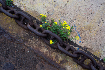  Rusty metal chain with vibrant yellow flowers growing through it on a weathered concrete surface