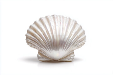 A white seashell with pearlescent shine and curved ridged surface. Isolated on white background, highlighting its natural symmetry, smooth texture, and luminous ocean beauty.

