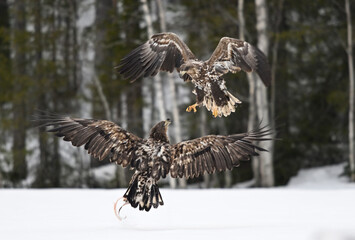 Clash of Northern Giants (Haliaeetus albicilla / white-tailed eagle)