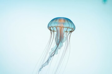 a high quality photograph of a single jellyfish