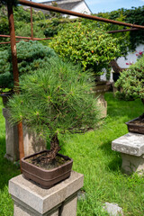 Living bonsai conifer tree stone pine in flowerpot in Humble Administrator's Garden, classical Chinese garden in Suzhou, Jiangsu, Gusu District, China. Vertical image