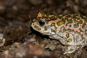 frog