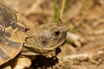 turtle on the grass