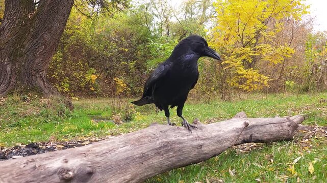 Black raven sitting on a log against the backdrop of a stream in an autumn park