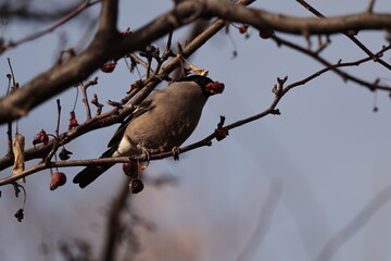 bird