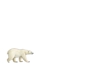 Watercolor painting of a polar bear walking, isolated on transparent background