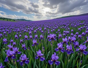 Vibrant purple iris field stretches to rolling hills under dramatic sunlit clouds