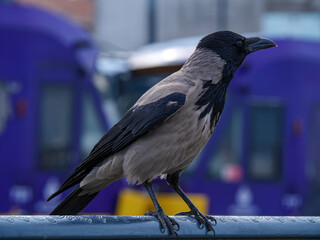 A hooded crow stands on a metal bar its sleek grey and black feathers are clearly visible in profile against a blurred city backdrop a common sight in urban areas