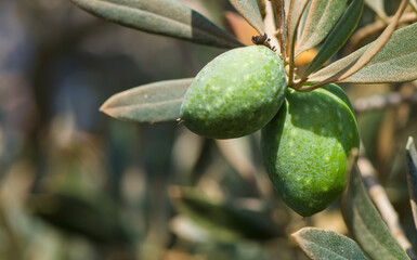 Fresh green olives on olive tree branch in close-up detail, Mediterranean organic agriculture and healthy eating concept.