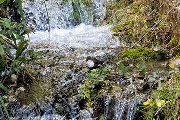 Wasseramsel (Cinclus cinclus) jagt in der Cascade von Moustiers-Sainte-Maries  in der Provence unbeeindruckt vom Touristenstrom.