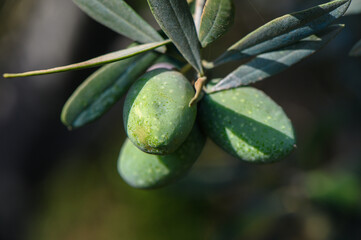 Green Olives on Branch Close-Up