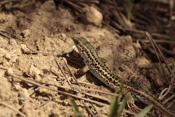 lizard