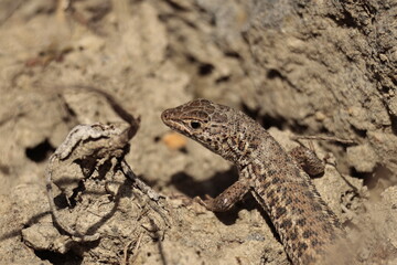 lizard