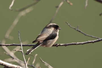 bird