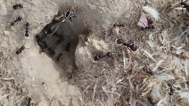 Fourmis sur le sol rentrant des v&eacute;g&eacute;taux dans la fourmili&egrave;re