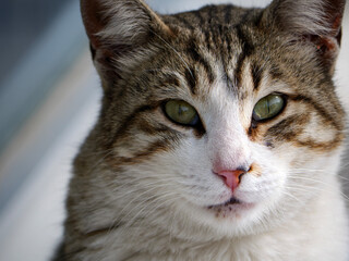 A captivating portrait of a tabby cat with striking green eyes looking directly into the camera its beautiful white and brown striped fur is seen in sharp detail