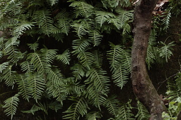 plant, moss