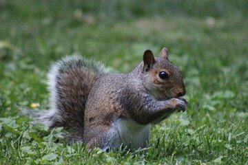 Brown Gray Squirrel Eating nuts