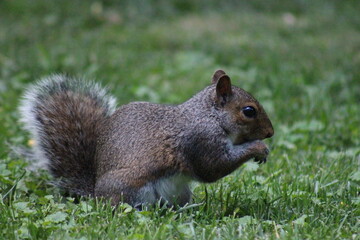 Brown Gray Squirrel Eating nuts