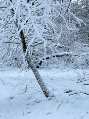 Winter wonderland in the Dutch Countryside. Ermelosche Heide, Netherlands