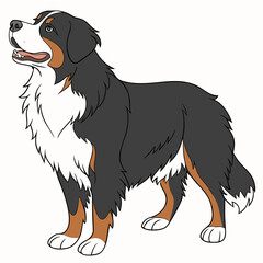 Bernese mountain dog cartoon illustration